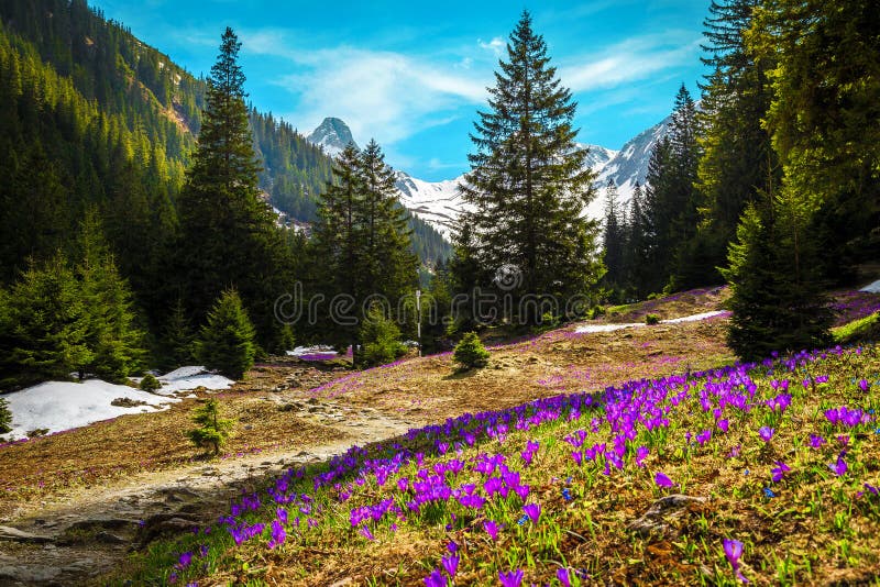 Stunning alpine spring landscape, wonderful forest glade with fresh colorful purple crocus flowers and high snowy mountains in background, Fagaras mountains, Carpathians, Transylvania, Romania, Europe. Stunning alpine spring landscape, wonderful forest glade with fresh colorful purple crocus flowers and high snowy mountains in background, Fagaras mountains, Carpathians, Transylvania, Romania, Europe