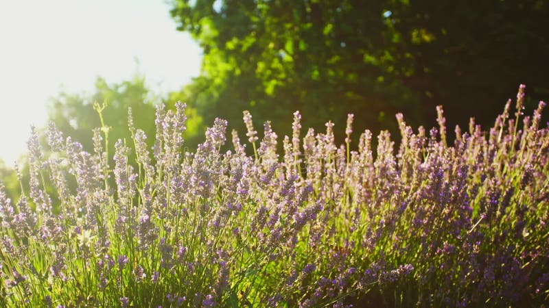 Fleurs violettes de lavande dans le domaine sous le soleil banque de vidéos