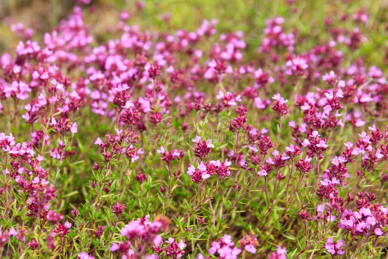 Fleurs Violettes De Thym Sauvage Sur Le Pré Photo stock - Image du  floraison, centrale: 203942206