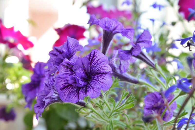 Fleurs Violettes Du Pétunia Dans Le Petit Jardin Dans La Maison Balcon  Greening Image stock - Image du nature, jardinage: 129903535