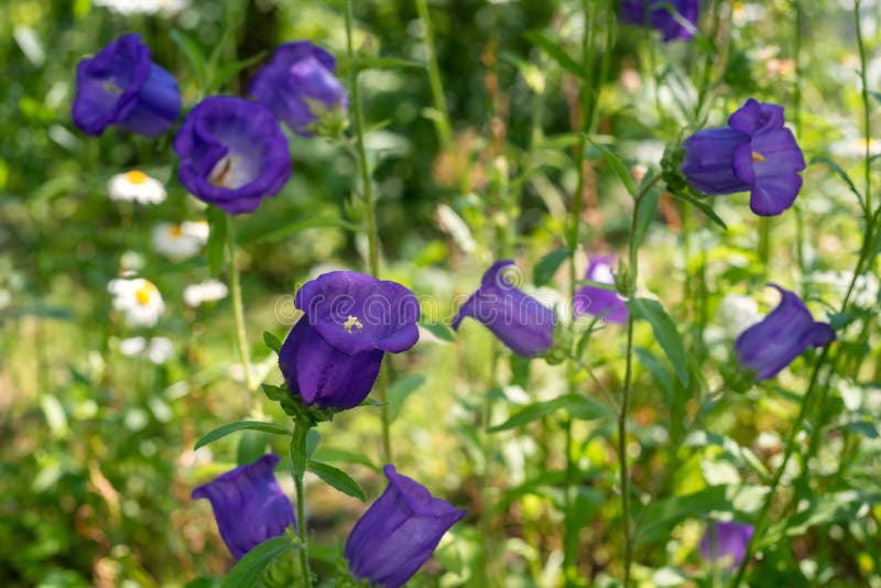 Fleurs Violettes En Cloche Sur Une Pelouse Ensoleillée Photo stock - Image  du jardin, extérieur: 191104846