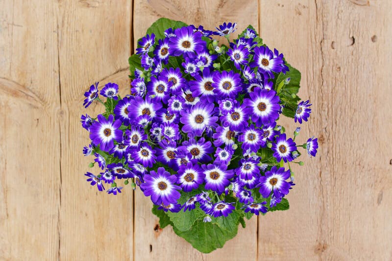 Fleurs Violettes Et Blanches Au-dessus De Fond En Bois Image stock - Image  du saveur, panneau: 110110375