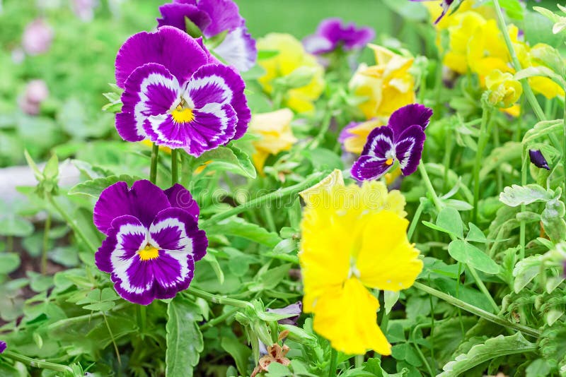 Fleurs violettes et jaunes photos libres de droits Fleurs violettes et jaunes photos libres de droits