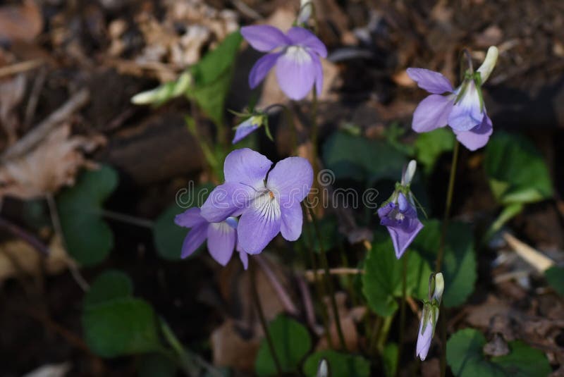 Fleurs Violettes De Ressort De Bord De La Route Photo stock - Image du  assez, frais: 34282514