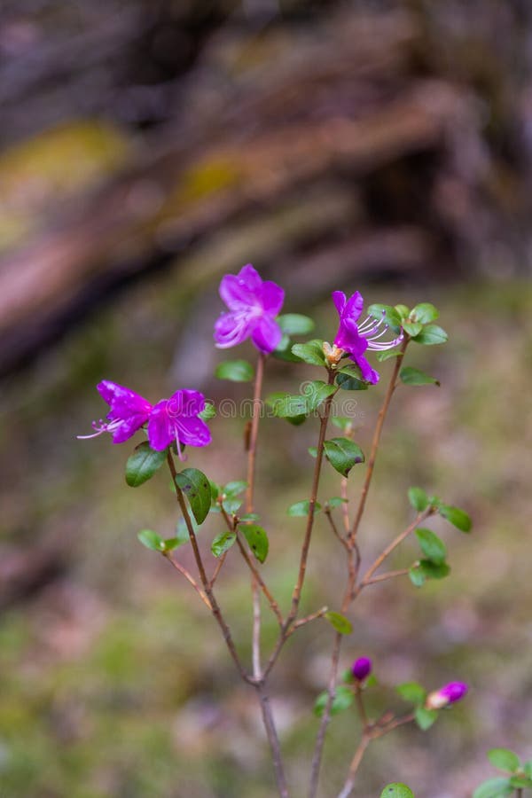 Fleurs à peine de floraison de maralnik de romarin sauvage dans le dialecte local dans Altai, Russie photos libres de droits Fleurs à peine de floraison de maralnik de romarin sauvage dans le dialecte local dans Altai, Russie photos libres de droits