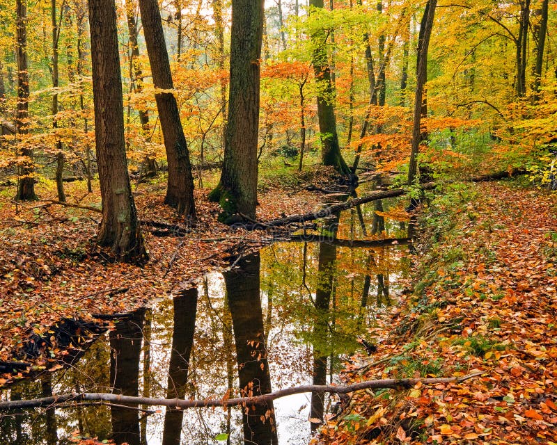 Fleuve de forêt d'automne en bois