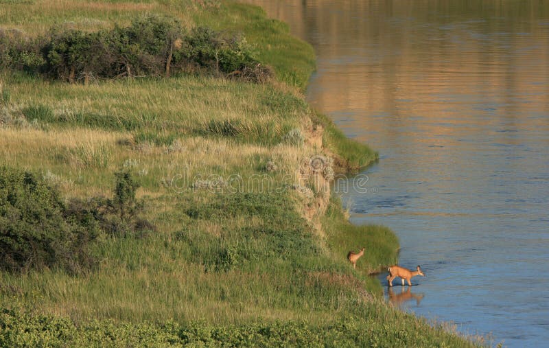 Fleuve entrant de cerfs communs de mule photos libres de droits Fleuve entrant de cerfs communs de mule photos libres de droits