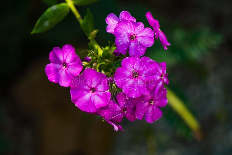 Flox Selvagem (divaricata Do Flox) Imagem de Stock - Imagem de lavender,  selvagem: 31251365