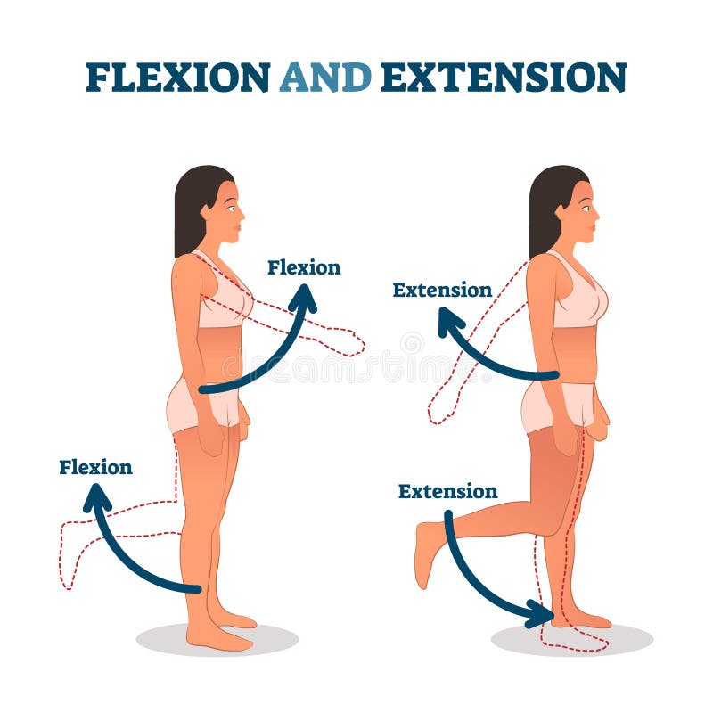 Flexion Stock Illustrations – 922 Flexion Stock Illustrations, Vectors &  Clipart - Dreamstime