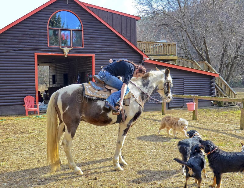 Flicka på ladugården som får klar att rida hennes häst royaltyfri foto Flicka på ladugården som får klar att rida hennes häst royaltyfri foto