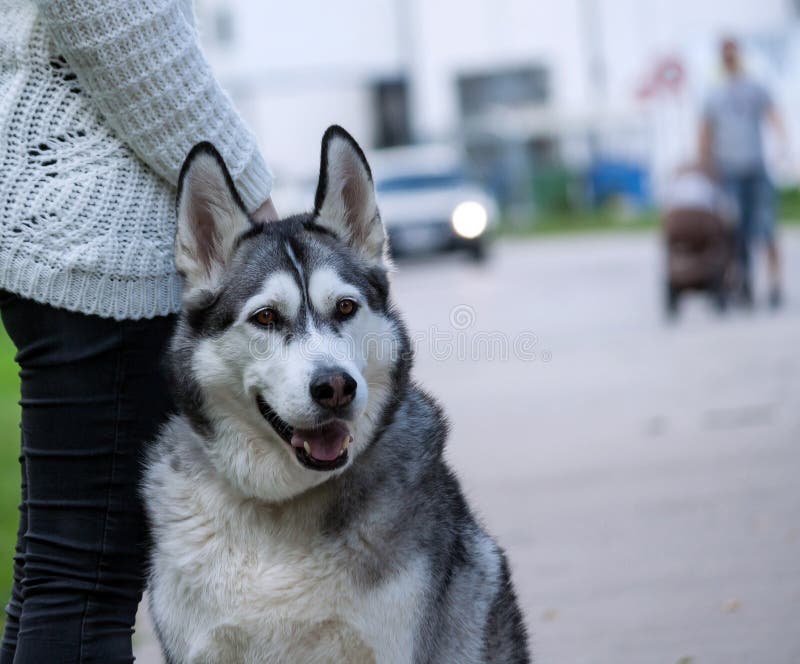 Flickan i svart jeans och en vit tröja står med en avel för alaskabo malamute för hund fotografering för bildbyråer Flickan i svart jeans och en vit tröja står med en avel för alaskabo malamute för hund fotografering för bildbyråer