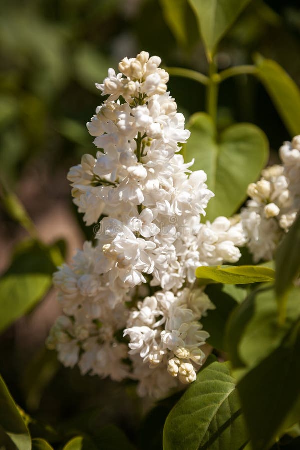 Flieder Bunte Purpurrote Fliederblüten Mit Grünen Blättern Stockfoto
