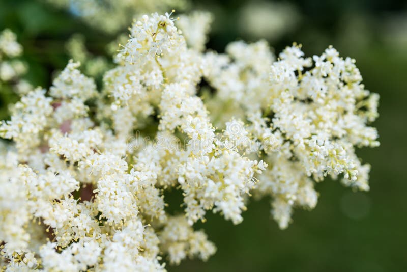 Fliederblumen des japanischen Baums stockfoto Fliederblumen des japanischen Baums stockfoto