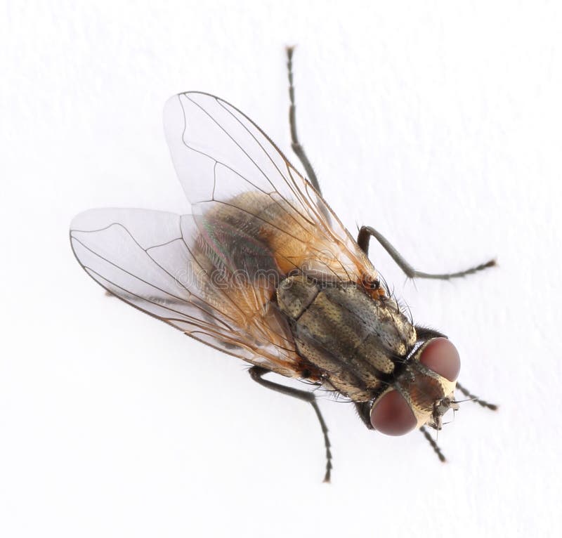 Fliege lizenzfreies stockbild