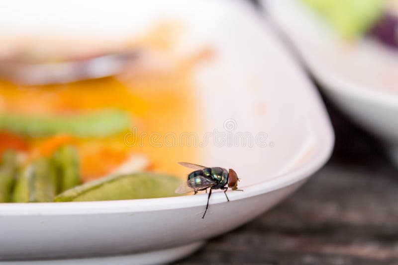 Fly on the food dish. Fly on the food dish