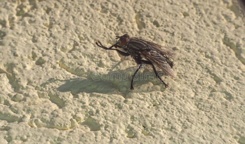 Fliege sitzt auf einer Steinwand am sonnigen Tag