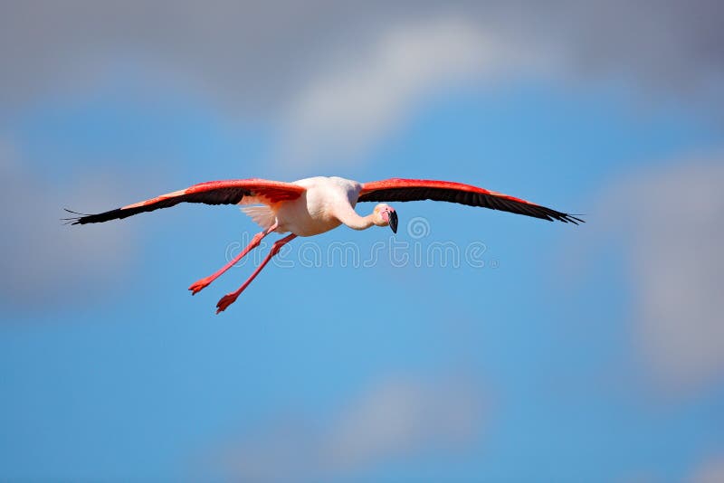 Fliegen-Flamingo, Phoenicopterus-ruber, rosa großer Vogel mit klarem blauem Himmel, Camargue, Frankreich Flamingo in der Fliege R stockbilder Fliegen-Flamingo, Phoenicopterus-ruber, rosa großer Vogel mit klarem blauem Himmel, Camargue, Frankreich Flamingo in der Fliege R stockbilder