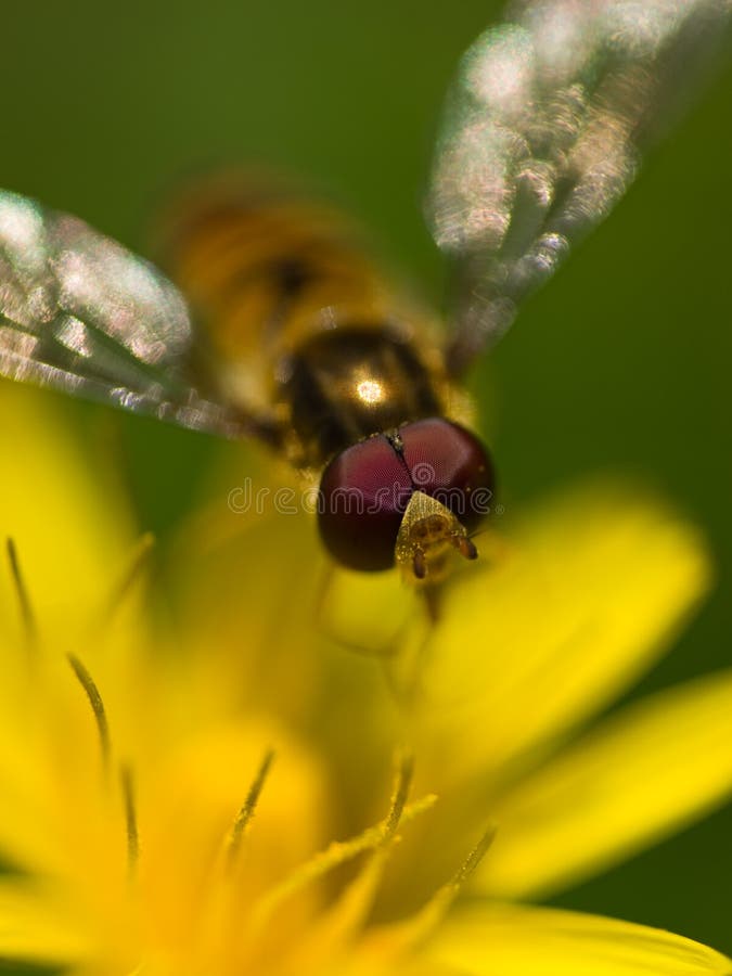 Fliegen Sie auf gelbe Blume lizenzfreie stockfotos Fliegen Sie auf gelbe Blume lizenzfreie stockfotos