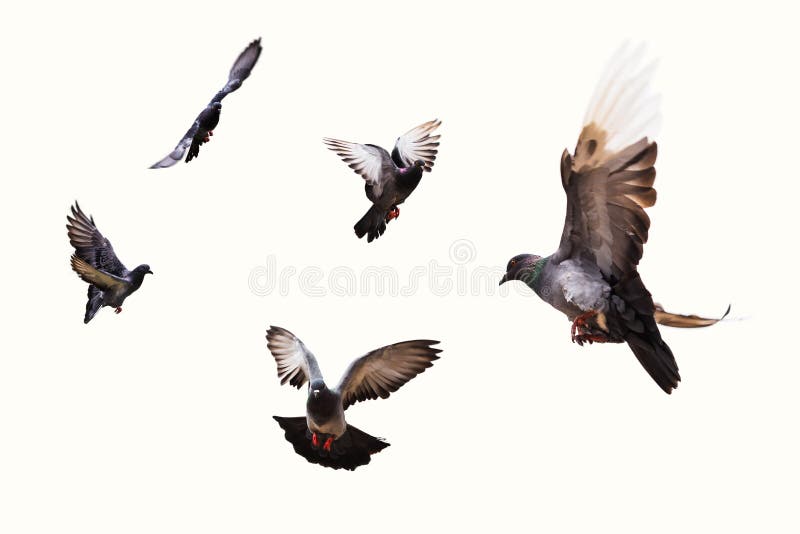 Fliegende graue Tauben stockbild Fliegende graue Tauben stockbild