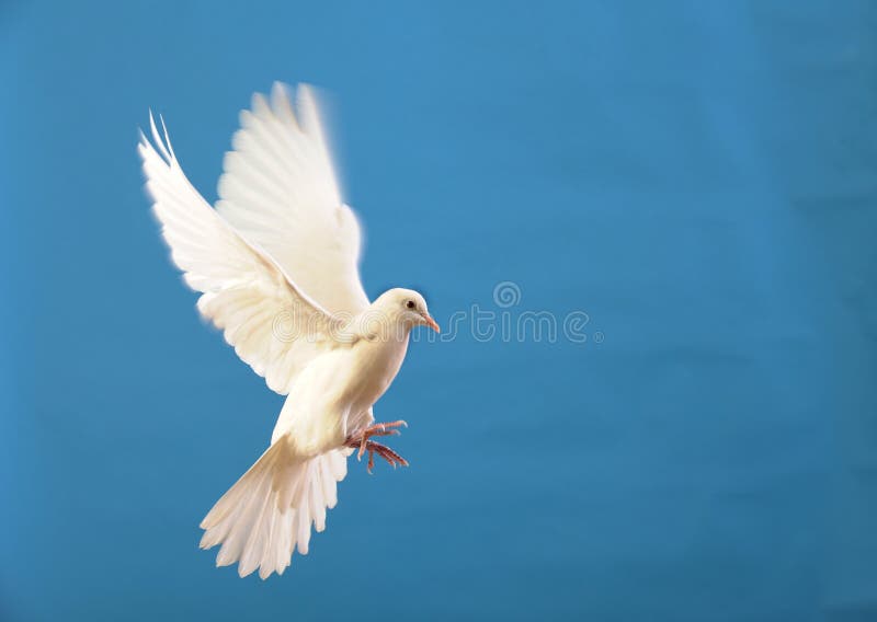 Friedenstauben Ornamente - Weiße Taube Als Deko Für Weihnachten & Hochzeiten