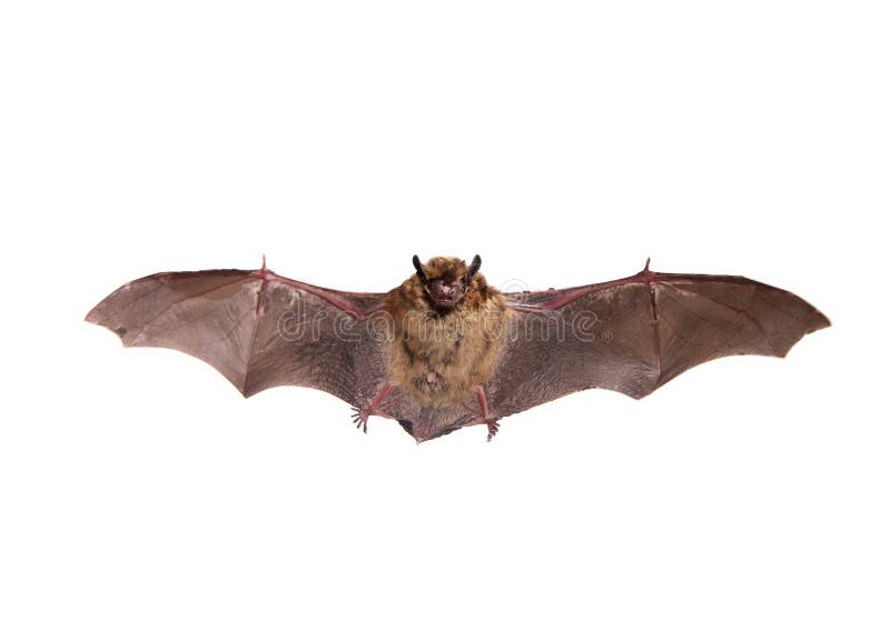 Fliegender Nordschläger auf Weiß lizenzfreie stockfotografie Fliegender Nordschläger auf Weiß lizenzfreie stockfotografie