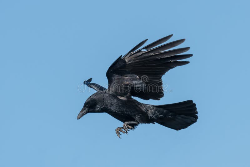 Fliegender Rabe auf Landung vor blauem Himmel lizenzfreies stockfoto Fliegender Rabe auf Landung vor blauem Himmel lizenzfreies stockfoto