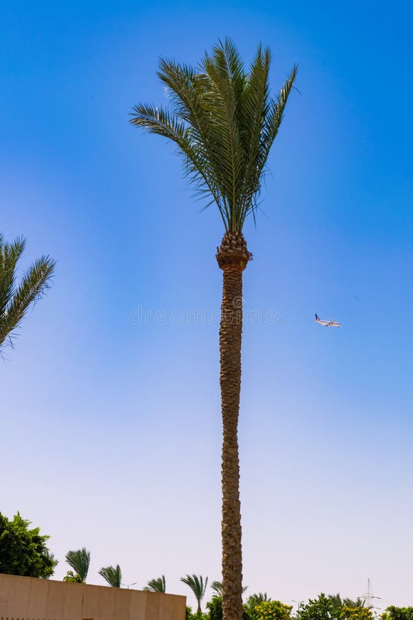 Fliegenflugzeug herauf eine Palme in einem sonnigen Himmel - Reise, Feiertage und Ferienkonzept lizenzfreie stockfotografie Fliegenflugzeug herauf eine Palme in einem sonnigen Himmel - Reise, Feiertage und Ferienkonzept lizenzfreie stockfotografie