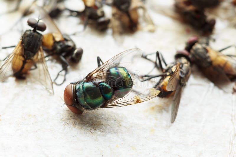 Flies Caught on Sticky Fly Paper Trap S Stock Image Image of death