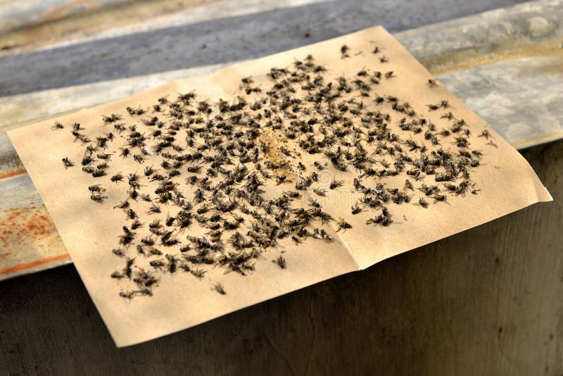 Flies Caught on Sticky Fly Paper Traps. Stock Photo - Image of brown, dead:  179697940