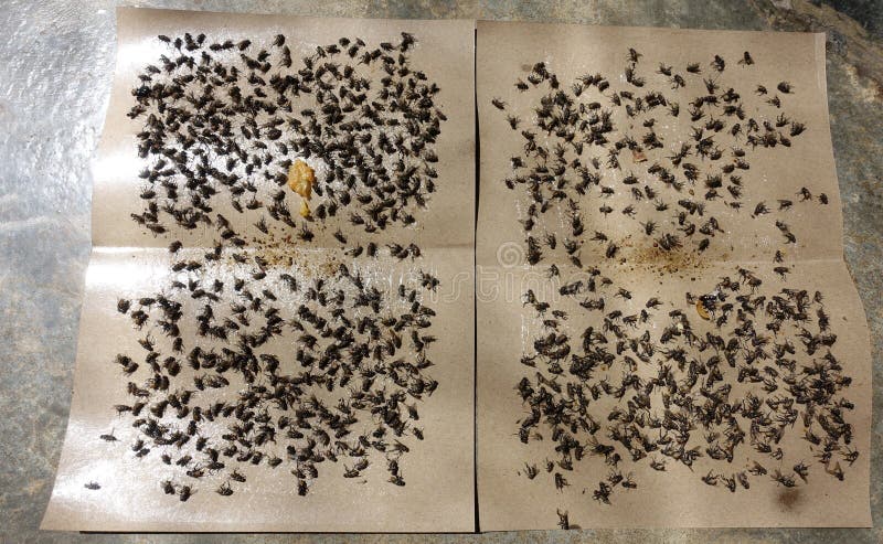 Flies Caught on Sticky Fly Paper Trap. Stock Photo - Image of display,  glue: 157363918