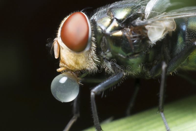 Flies cause diseases stock image. Image of disease, ugly 53412079