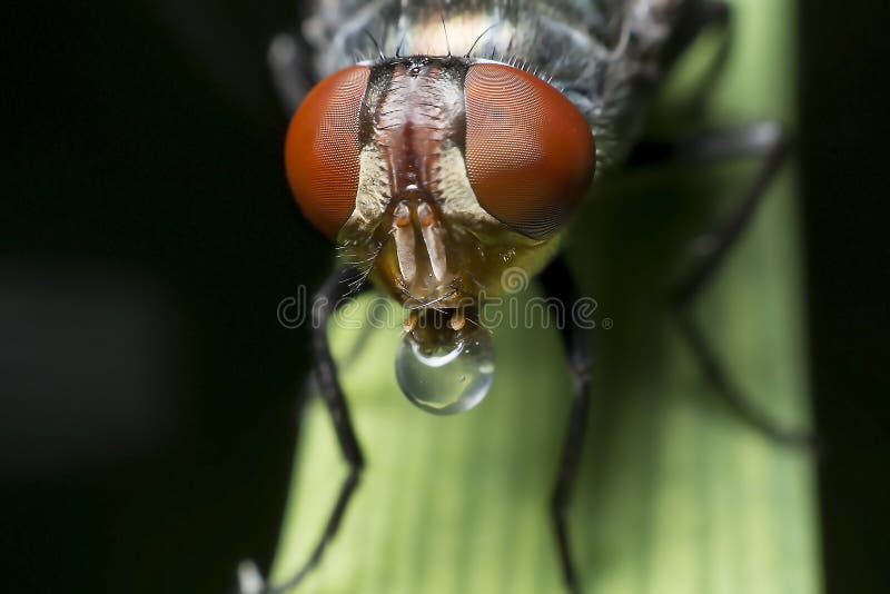 Flies cause diseases stock image. Image of entomology 53412177