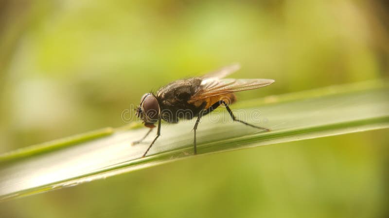 Flies everywhere are always present including on this grass royalty free stock images