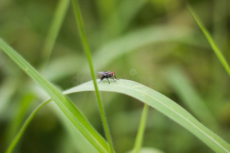 Flies on green grass stock image. Image of invertebrate 96612715