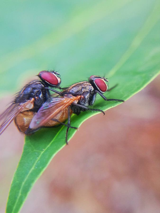 Flies on a leaf stock photo. Image of pest, macro, dirty 148194792