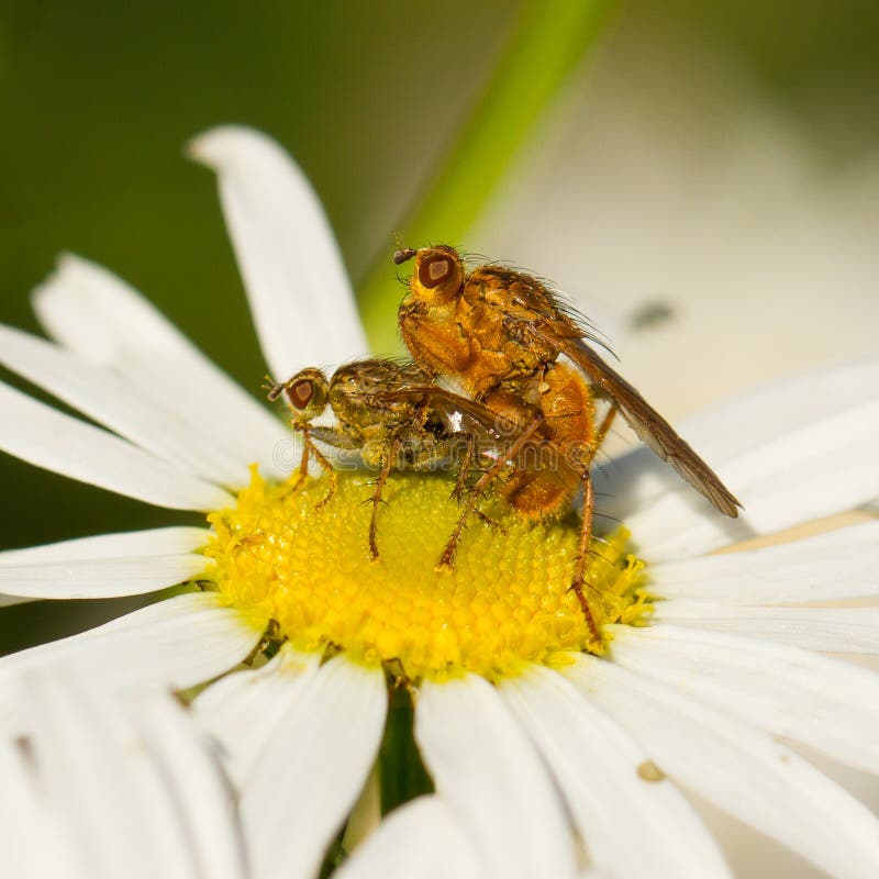 Flies Mating on a White Flower Stock Image Image of brown, macro