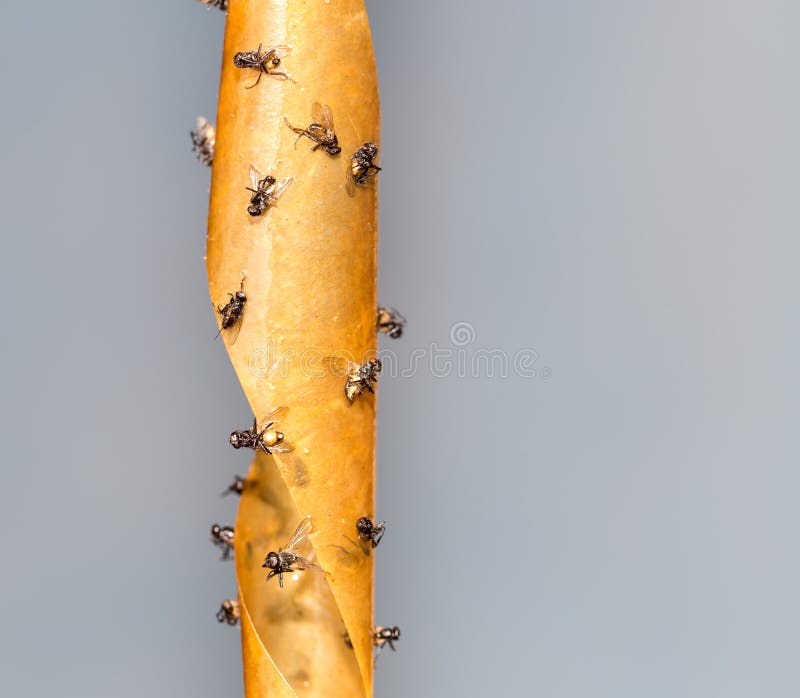 sticky tape for catching flies at home. fly catching equipment at home.  Velcro with dead insects. fly trap Stock Photo - Alamy