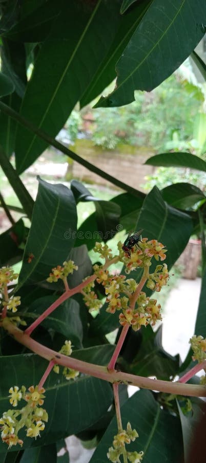Flies Suck the Juice of Mango Tree Flowers in Front of the Terrace of