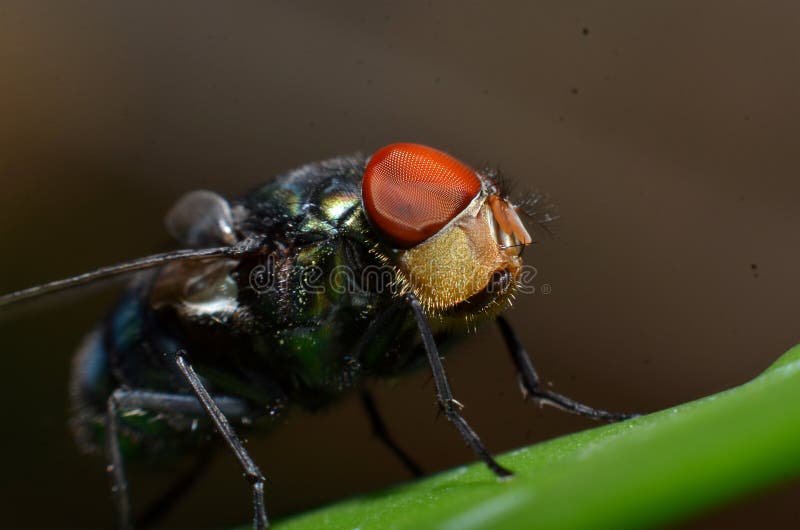 Flies are a type of insect that has 2 wings with the eyes and most have large compound eyes