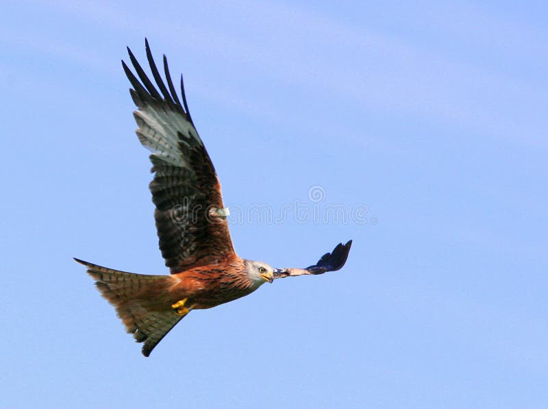 Red Kite Orol v lete na modrej oblohe deň.