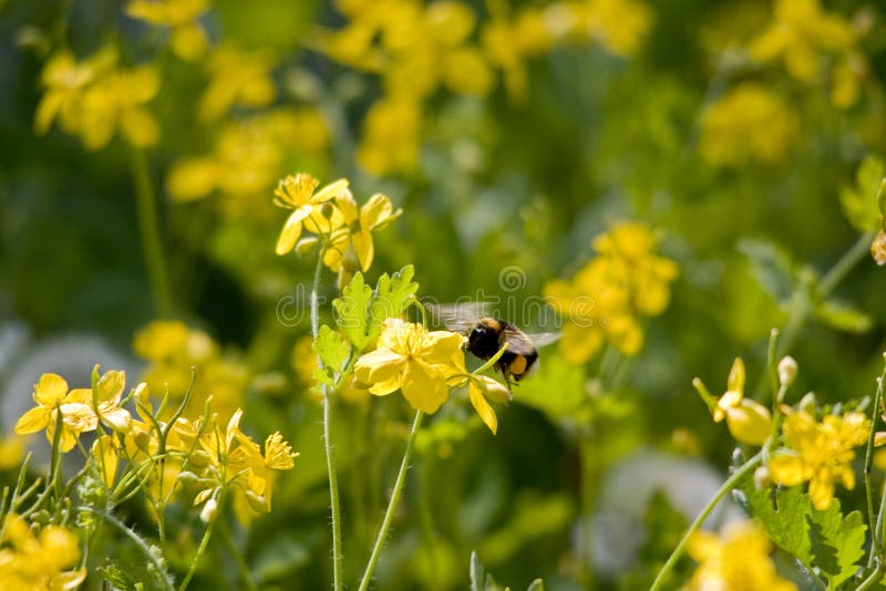 Flight of a bumblebee stock photo. Image of spring, pollen - 27868742