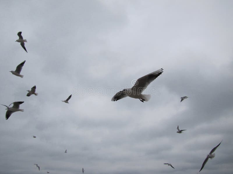 Flight of covey of gulls on a background sky.