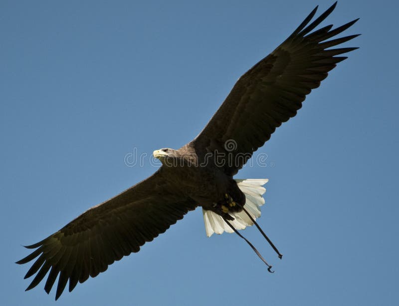 Flight of the Eagle