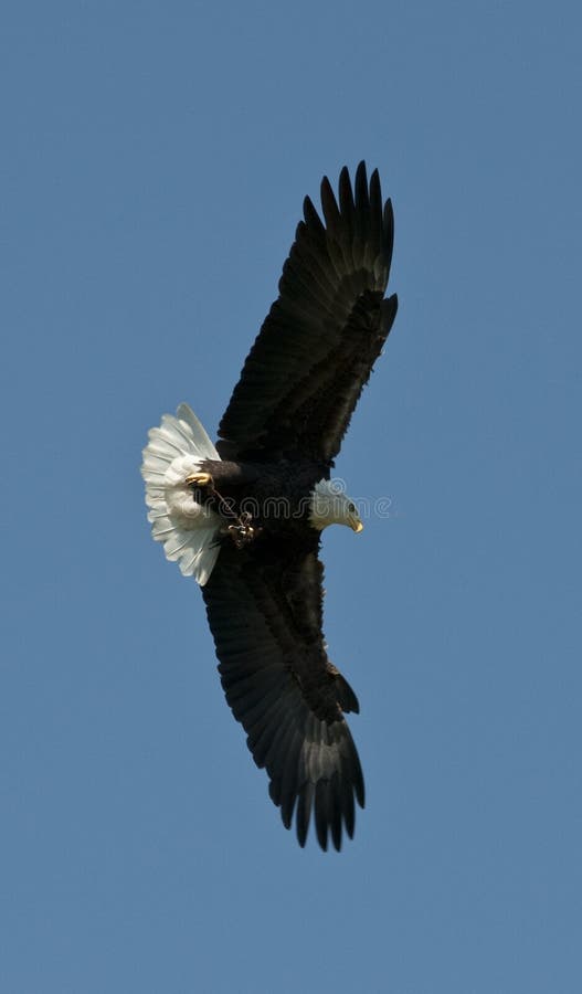 Flight of the Eagle