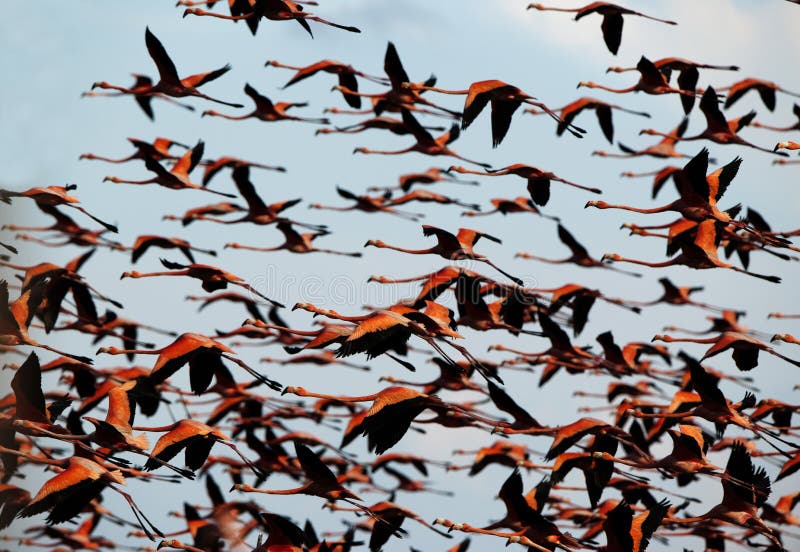 Flight of a flamingo in the sky.