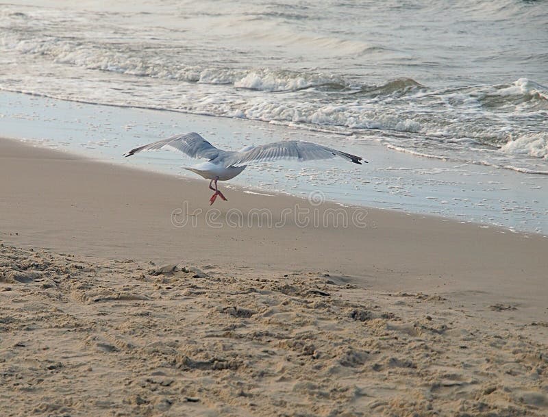 Flight Gulls.