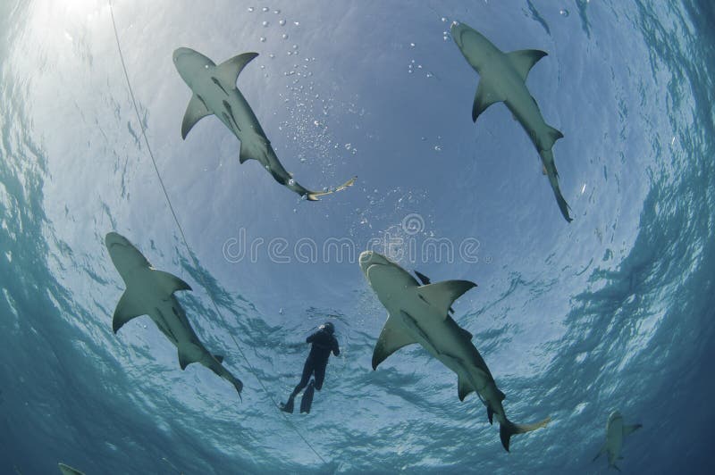 Flight of the lemon sharks