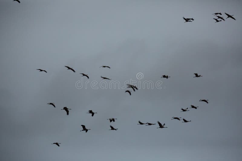 Flight of migrating cranes in cloud sky. High quality photo
