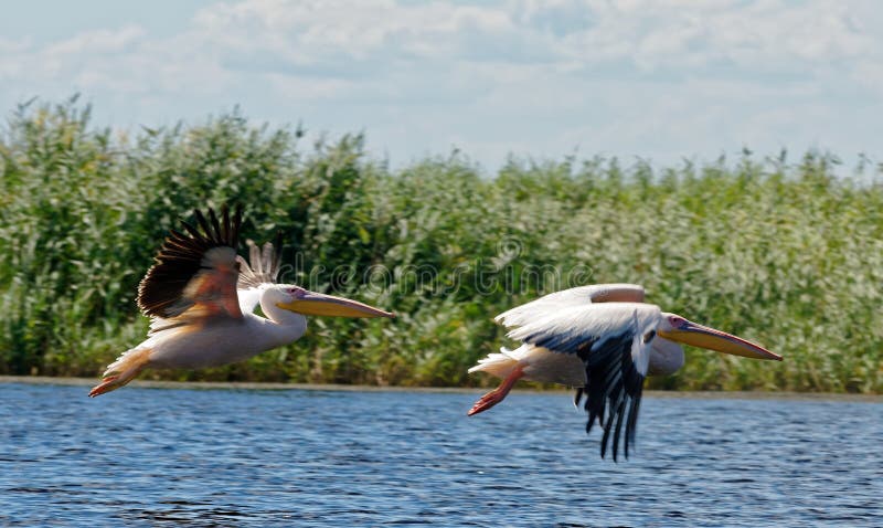 Flight of pelicans stock photo Flight of pelicans stock photo