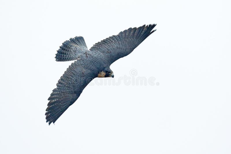 Flight of Peregrine Falcon. Bird of prey with fly wings. White light sky background. Action scene in the nature tree habitat, Germ